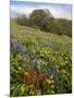 Wildflowers, Columbia River Gorge National Scenic Area, Washington,Usa-Charles Gurche-Mounted Photographic Print