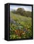Wildflowers, Columbia River Gorge National Scenic Area, Washington,Usa-Charles Gurche-Framed Stretched Canvas