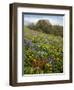 Wildflowers, Columbia River Gorge National Scenic Area, Washington,Usa-Charles Gurche-Framed Photographic Print