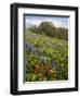 Wildflowers, Columbia River Gorge National Scenic Area, Washington,Usa-Charles Gurche-Framed Photographic Print