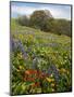 Wildflowers, Columbia River Gorge National Scenic Area, Washington,Usa-Charles Gurche-Mounted Photographic Print