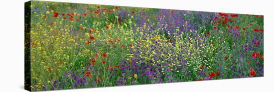 Wildflowers El Escorial Spain-null-Stretched Canvas