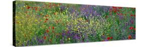 Wildflowers El Escorial Spain-null-Stretched Canvas