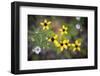 Wildflowers, France Park, Indiana, USA.-Anna Miller-Framed Photographic Print