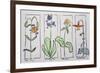 Wildflowers from Mt. Rainier National Park-Tiger Lily, Shooting Star, Arnica and Columbine.-Richard Lawrence-Framed Photographic Print
