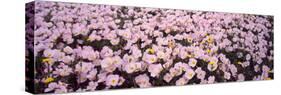 Wildflowers Galveston Tx USA-null-Stretched Canvas