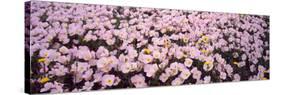 Wildflowers Galveston Tx USA-null-Stretched Canvas