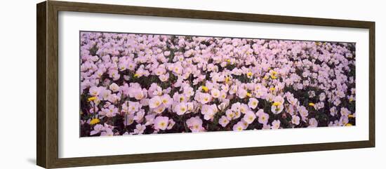 Wildflowers Galveston Tx USA-null-Framed Photographic Print