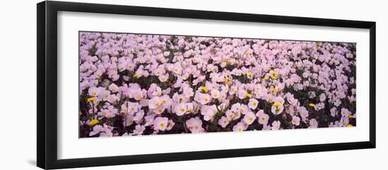 Wildflowers Galveston Tx USA-null-Framed Photographic Print