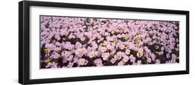Wildflowers Galveston Tx USA-null-Framed Photographic Print