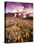 Wildflowers Growing at Foot of Mount Rainier-Stuart Westmorland-Stretched Canvas