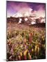 Wildflowers Growing at Foot of Mount Rainier-Stuart Westmorland-Mounted Photographic Print