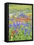 Wildflowers Growing in Mount Timpanogos Wilderness Area, Wasatch Mountains, Uinta National Forest, -Scott T. Smith-Framed Stretched Canvas