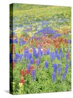 Wildflowers Growing in Mount Timpanogos Wilderness Area, Wasatch Mountains, Uinta National Forest, -Scott T. Smith-Stretched Canvas