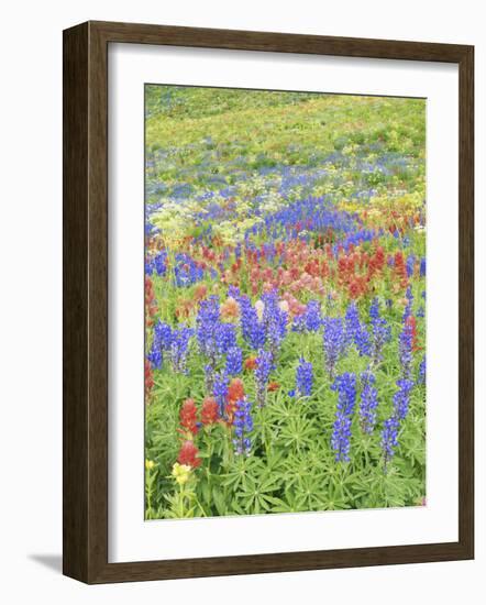 Wildflowers Growing in Mount Timpanogos Wilderness Area, Wasatch Mountains, Uinta National Forest, -Scott T. Smith-Framed Photographic Print