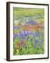 Wildflowers Growing in Mount Timpanogos Wilderness Area, Wasatch Mountains, Uinta National Forest, -Scott T. Smith-Framed Photographic Print