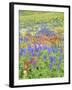 Wildflowers Growing in Mount Timpanogos Wilderness Area, Wasatch Mountains, Uinta National Forest, -Scott T. Smith-Framed Photographic Print