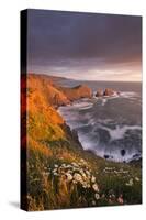 Wildflowers Growing on the Cliff Tops Above Hartland Point, Looking South to Screda Point, Devon-Adam Burton-Stretched Canvas