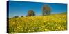 Wildflowers in a Field, Baden-Wurttemberg, Germany-null-Stretched Canvas