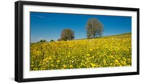 Wildflowers in a Field, Baden-Wurttemberg, Germany-null-Framed Photographic Print