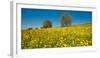 Wildflowers in a Field, Baden-Wurttemberg, Germany-null-Framed Photographic Print