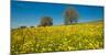 Wildflowers in a Field, Baden-Wurttemberg, Germany-null-Mounted Photographic Print