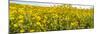 Wildflowers in a field, Carrizo Plain, Carrizo Plain National Monument, Temblor Range, San Luis...-null-Mounted Photographic Print