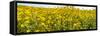 Wildflowers in a field, Carrizo Plain, Carrizo Plain National Monument, Temblor Range, San Luis...-null-Framed Stretched Canvas