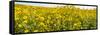 Wildflowers in a field, Carrizo Plain, Carrizo Plain National Monument, Temblor Range, San Luis...-null-Framed Stretched Canvas