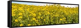 Wildflowers in a field, Carrizo Plain, Carrizo Plain National Monument, Temblor Range, San Luis...-null-Framed Stretched Canvas