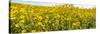 Wildflowers in a field, Carrizo Plain, Carrizo Plain National Monument, Temblor Range, San Luis...-null-Stretched Canvas