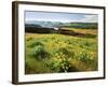 Wildflowers in a field, Columbia River, Tom McCall Nature Preserve, Columbia River Gorge Nationa...-null-Framed Photographic Print