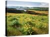 Wildflowers in a field, Columbia River, Tom McCall Nature Preserve, Columbia River Gorge Nationa...-null-Stretched Canvas