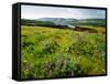 Wildflowers in a field, Columbia River, Tom McCall Nature Preserve, Columbia River Gorge Nationa...-null-Framed Stretched Canvas