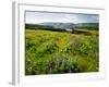 Wildflowers in a field, Columbia River, Tom McCall Nature Preserve, Columbia River Gorge Nationa...-null-Framed Photographic Print
