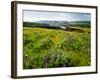 Wildflowers in a field, Columbia River, Tom McCall Nature Preserve, Columbia River Gorge Nationa...-null-Framed Photographic Print