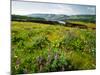 Wildflowers in a field, Columbia River, Tom McCall Nature Preserve, Columbia River Gorge Nationa...-null-Mounted Photographic Print