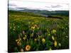 Wildflowers in a field, Columbia River, Tom McCall Nature Preserve, Columbia River Gorge Nationa...-null-Stretched Canvas