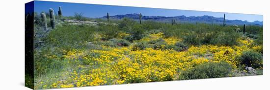 Wildflowers in a Field, Saguaro National Monument, Arizona, USA-null-Stretched Canvas