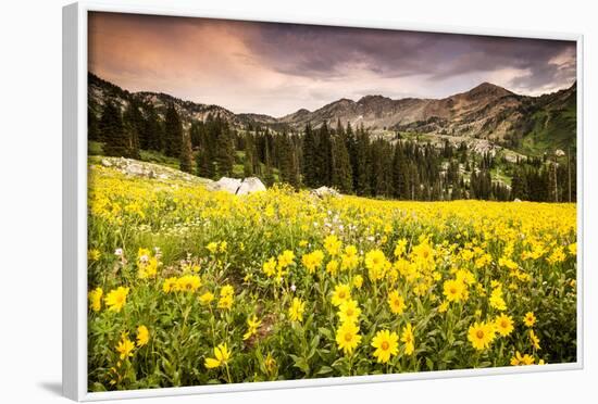 Wildflowers In Albion Basin Little Cottonwood Canyon, Utah-Lindsay Daniels-Framed Photographic Print