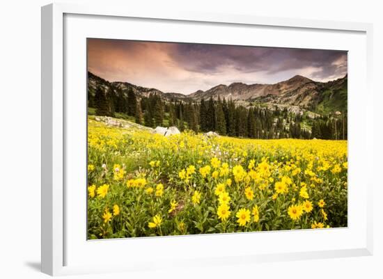 Wildflowers In Albion Basin Little Cottonwood Canyon, Utah-Lindsay Daniels-Framed Photographic Print