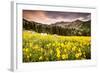 Wildflowers In Albion Basin Little Cottonwood Canyon, Utah-Lindsay Daniels-Framed Photographic Print