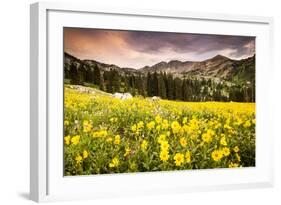 Wildflowers In Albion Basin Little Cottonwood Canyon, Utah-Lindsay Daniels-Framed Photographic Print