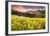 Wildflowers In Albion Basin Little Cottonwood Canyon, Utah-Lindsay Daniels-Framed Photographic Print