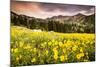 Wildflowers In Albion Basin Little Cottonwood Canyon, Utah-Lindsay Daniels-Mounted Photographic Print