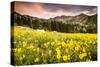 Wildflowers In Albion Basin Little Cottonwood Canyon, Utah-Lindsay Daniels-Stretched Canvas