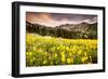 Wildflowers In Albion Basin Little Cottonwood Canyon, Utah-Lindsay Daniels-Framed Photographic Print