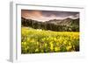 Wildflowers In Albion Basin Little Cottonwood Canyon, Utah-Lindsay Daniels-Framed Photographic Print
