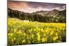 Wildflowers In Albion Basin Little Cottonwood Canyon, Utah-Lindsay Daniels-Mounted Photographic Print