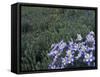 Wildflowers in Alpine Meadow, Ouray, San Juan Mountains, Rocky Mountains, Colorado, USA-Rolf Nussbaumer-Framed Stretched Canvas
